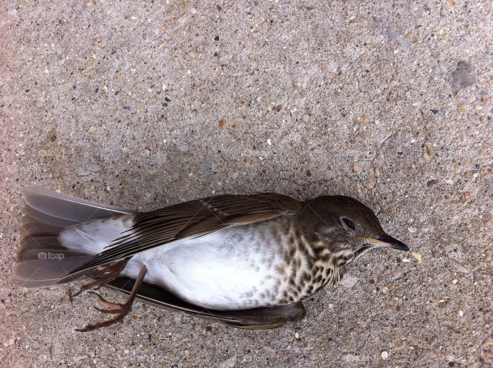 bird dead by kenyamontgomery
