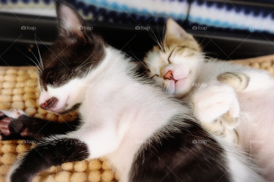 brother and sister, kitten napping