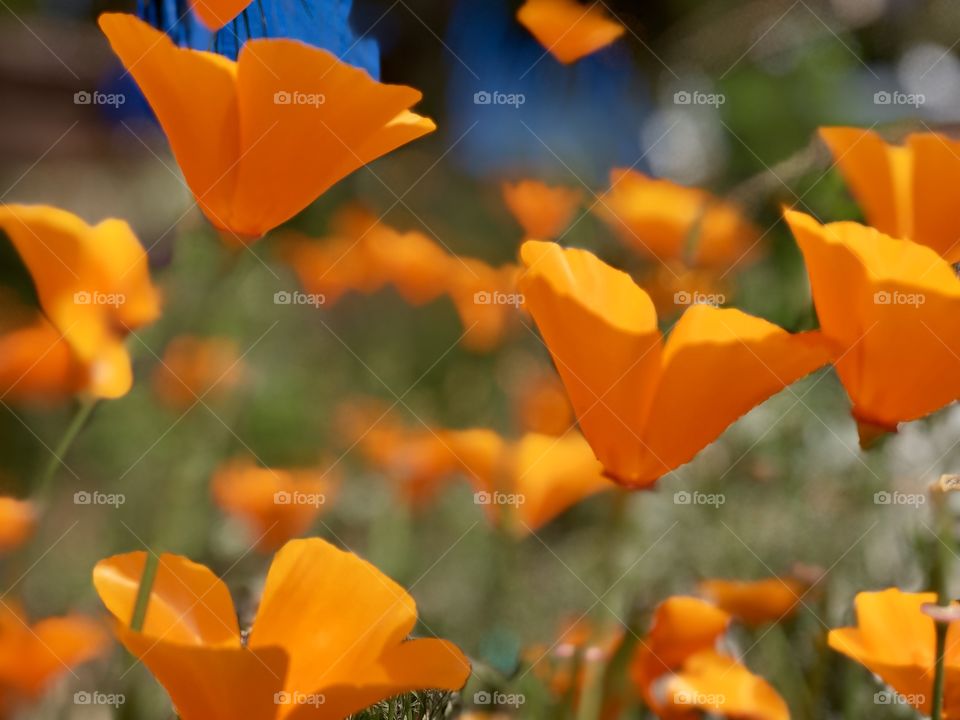 Foap Mission Spring! California Poppies in Full Spring Bloom Close Shot!