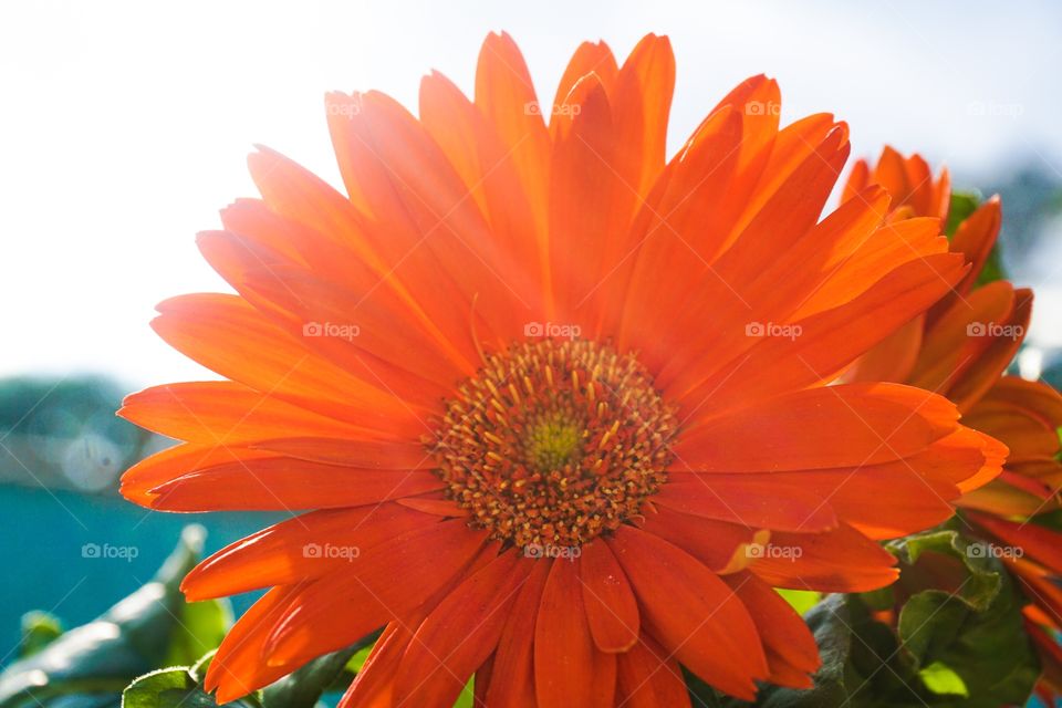 Gerbera Daisy Flower