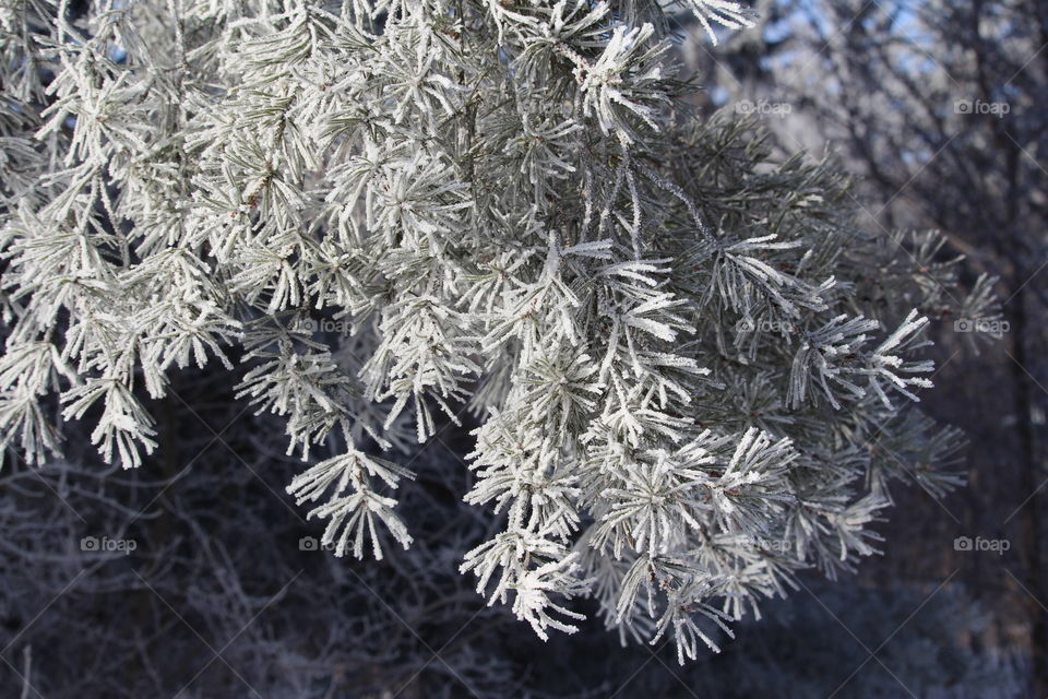 Frost on spruce boughs