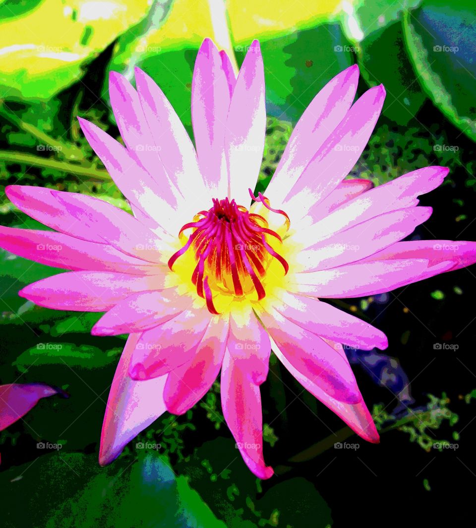 art of lotus flower