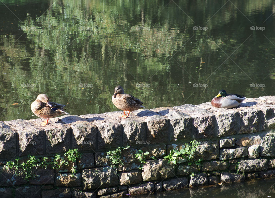 Jersey, Channel Islands, Three Little Ducks, Jersey Walks