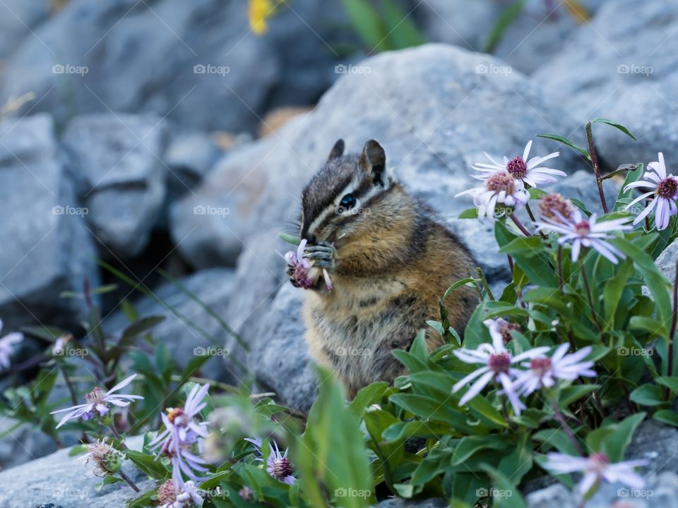 Chipmunk eating a flower on the rocky, grass covered ground
