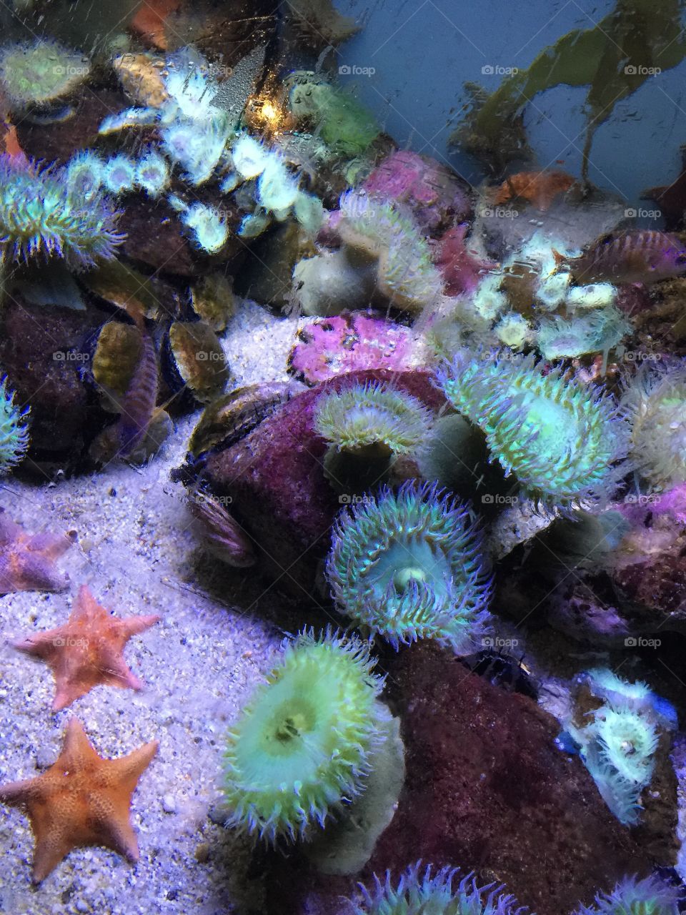 Coral Life
