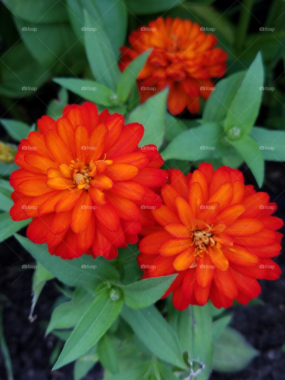 Zinnia flower blooming in the garden