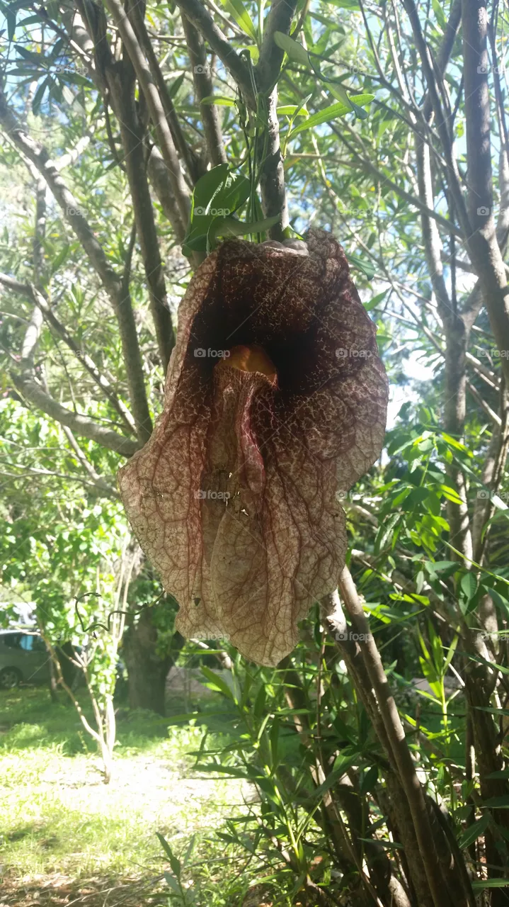 flor