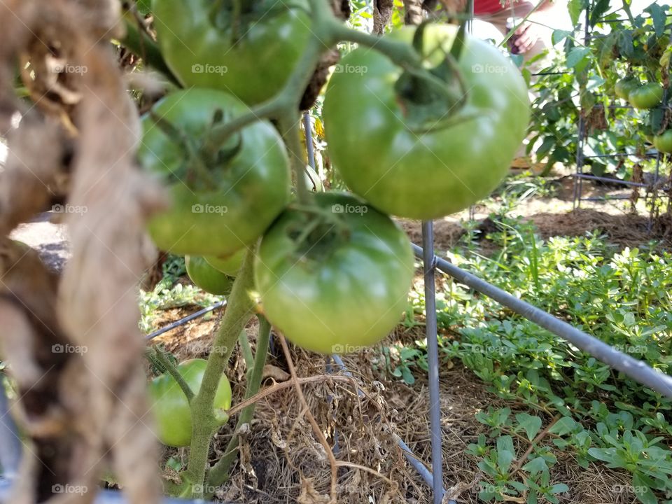 green tomatoes not fried