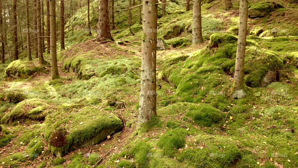 View of mossy forest