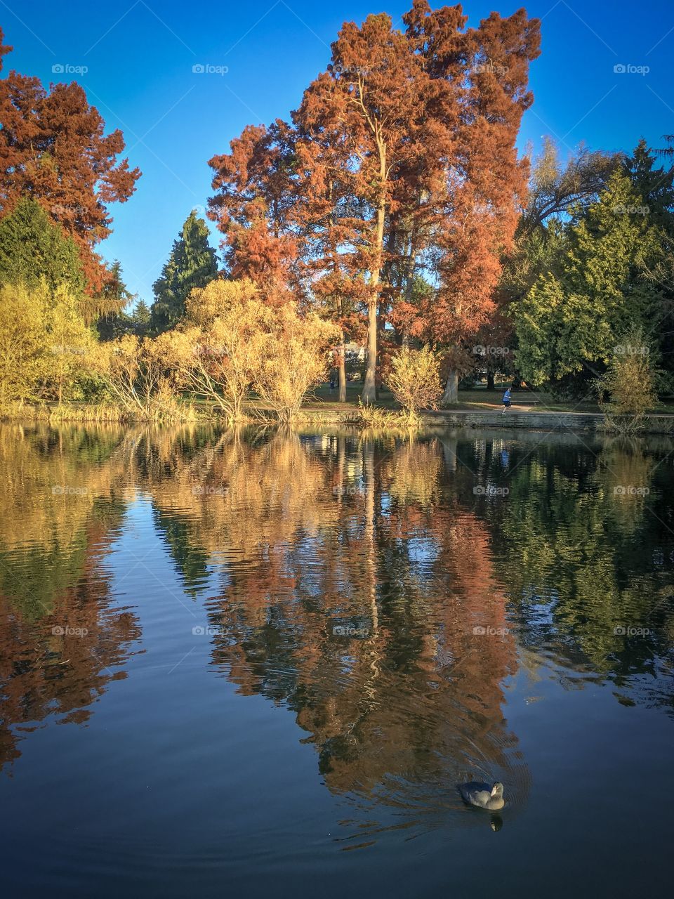 Green Lake reflection