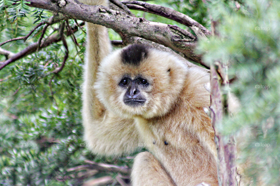 Buff-Cheeked Gibbon