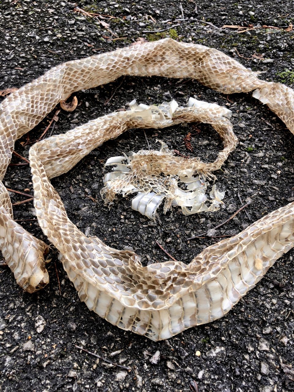 Large shed snakeskin 