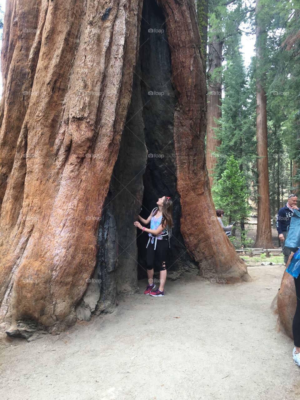 Female hiker looking at tree trunk in forest