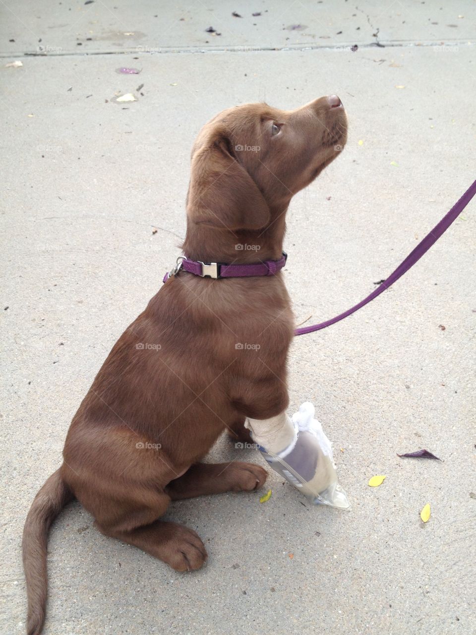It could be worse, you could be a puppy with a broken foot