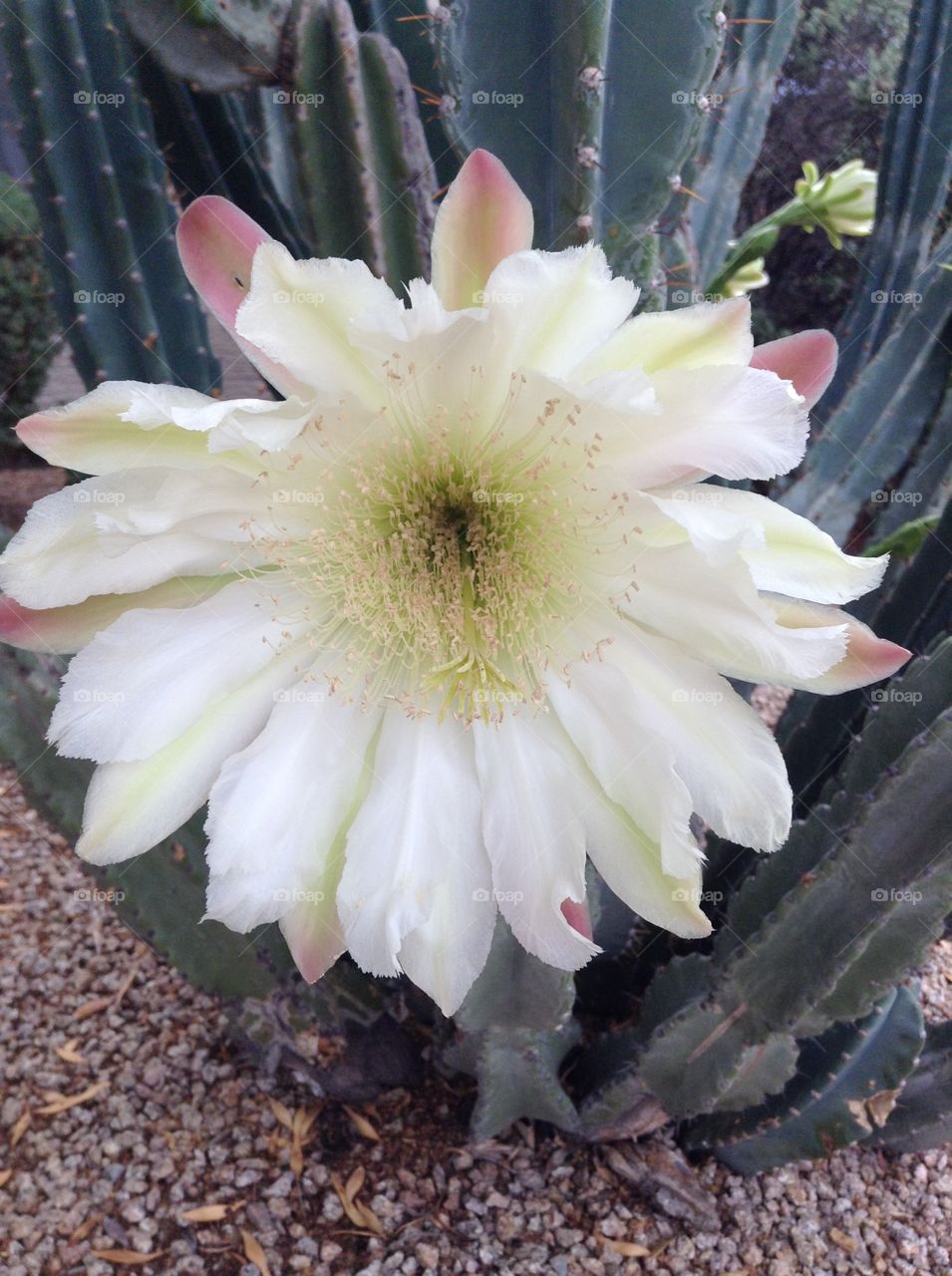Hildmann's Cereus