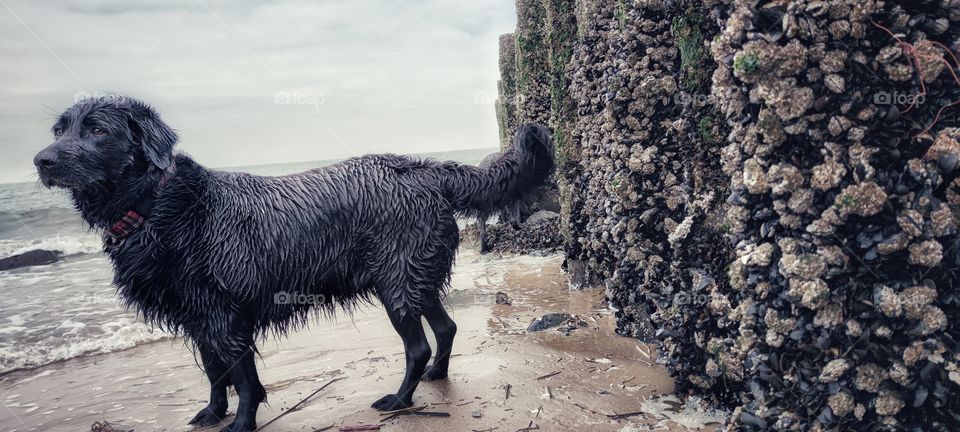 black flat coated Retriever