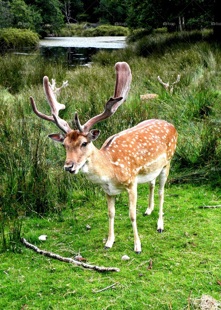 This deer blocked my way into the water ;)