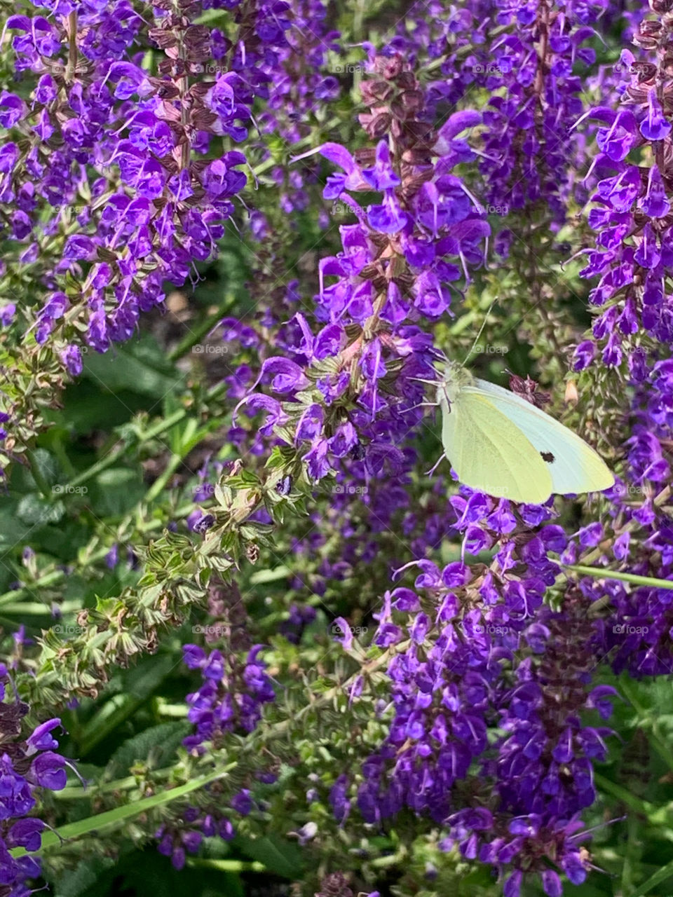Male cabbage white butterfly on purple flowers. 