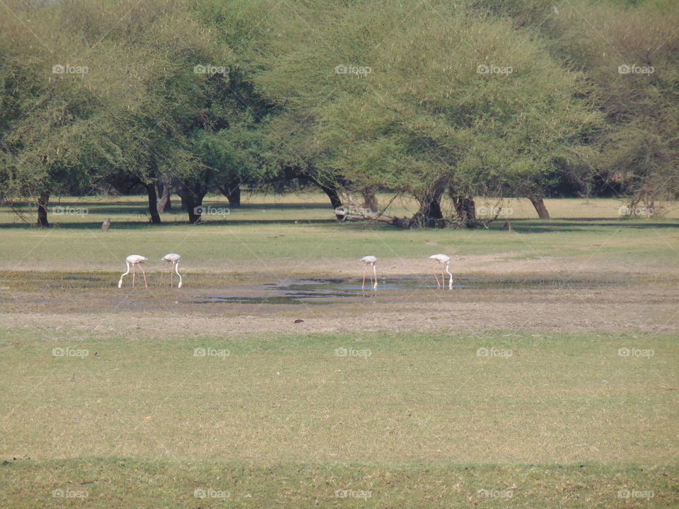 The forest birds drinking water