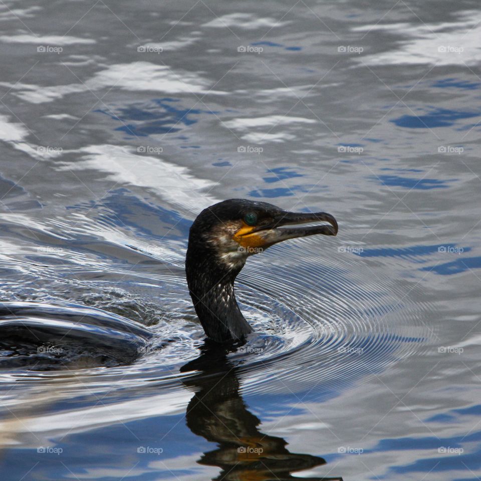 A cormorant getting ready to dive on the river Bann at Coleraine