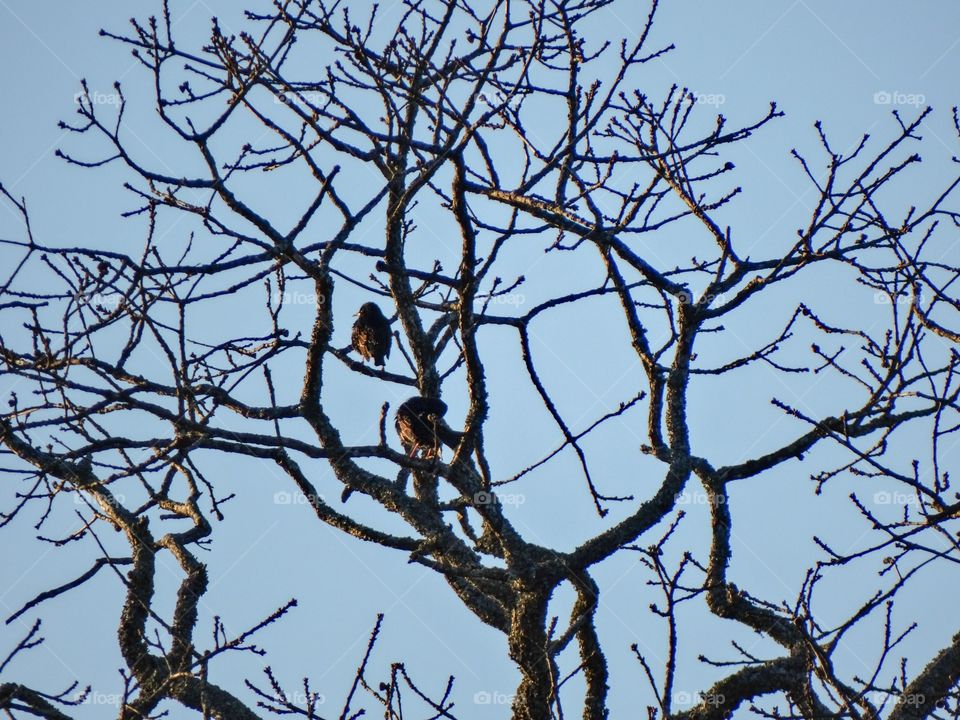 Birds in the tree