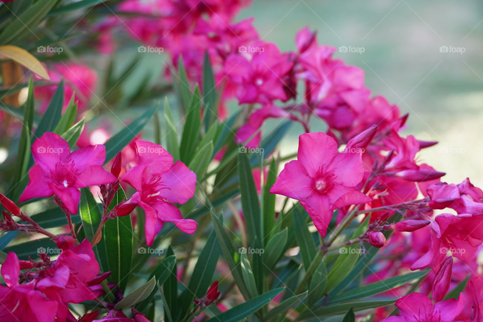 Red flowers 