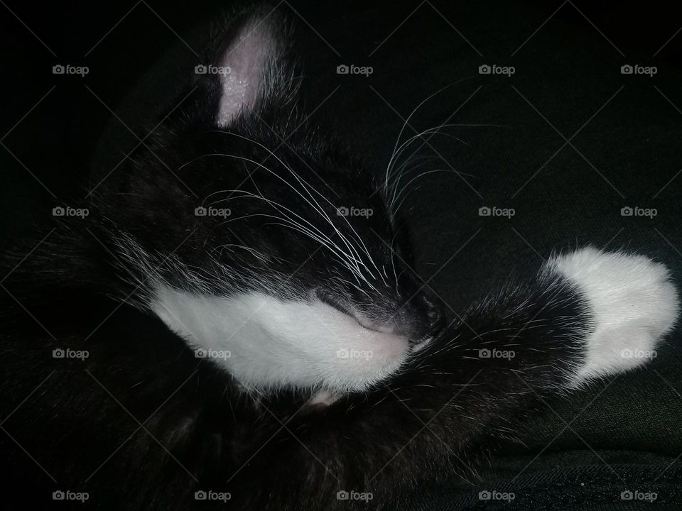 Kitten sleeps and smile