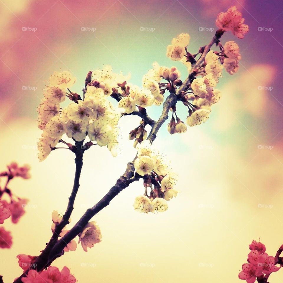 Instagram Cherry blossoms