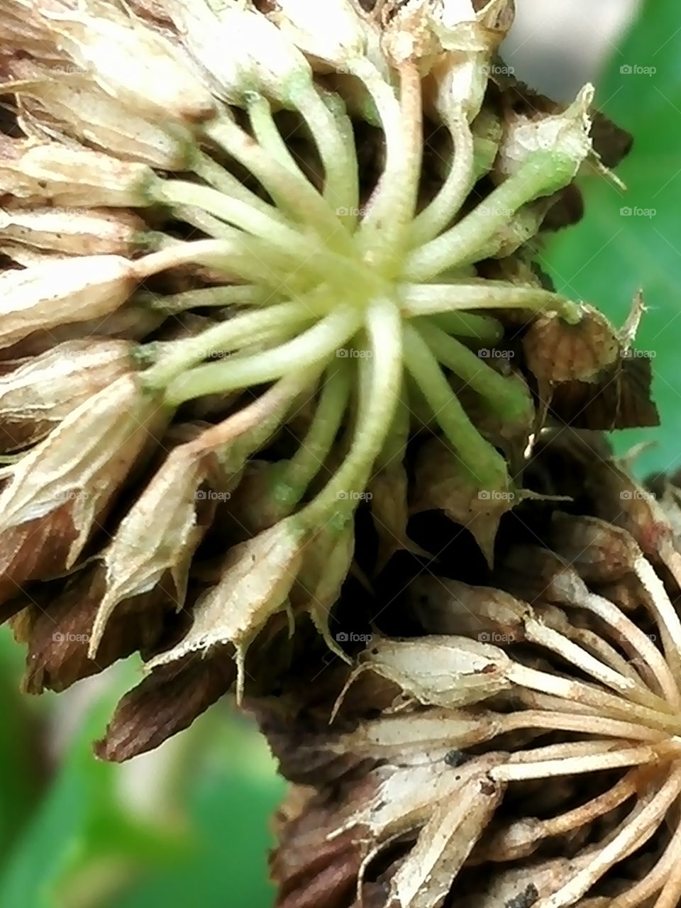 After bloom of clover