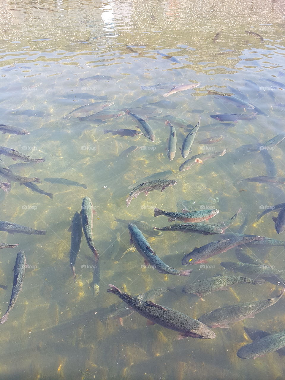A school of trout lazily swim through sunny water.