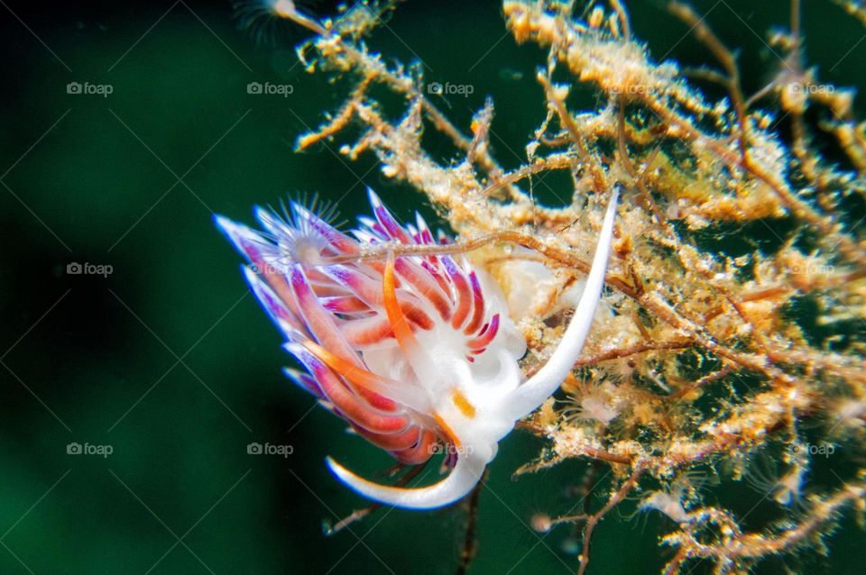 Italy Underwater Pictures