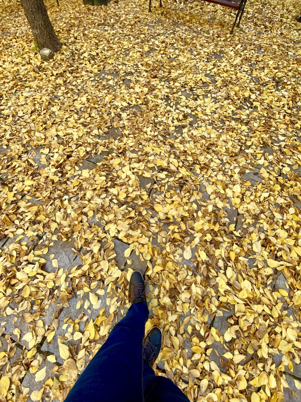 Autumnal walking 