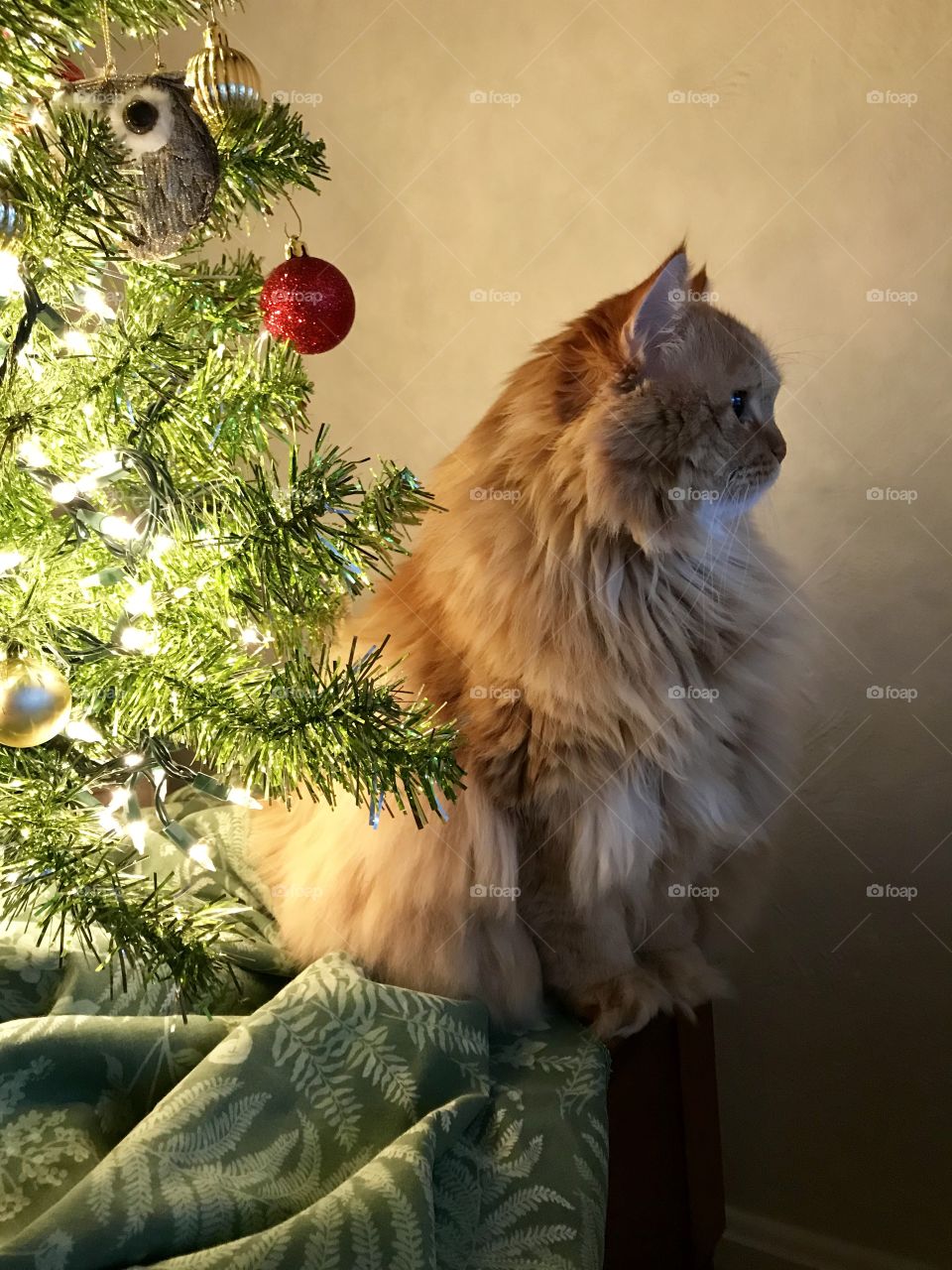Leo my red head cat under the Christmas tree