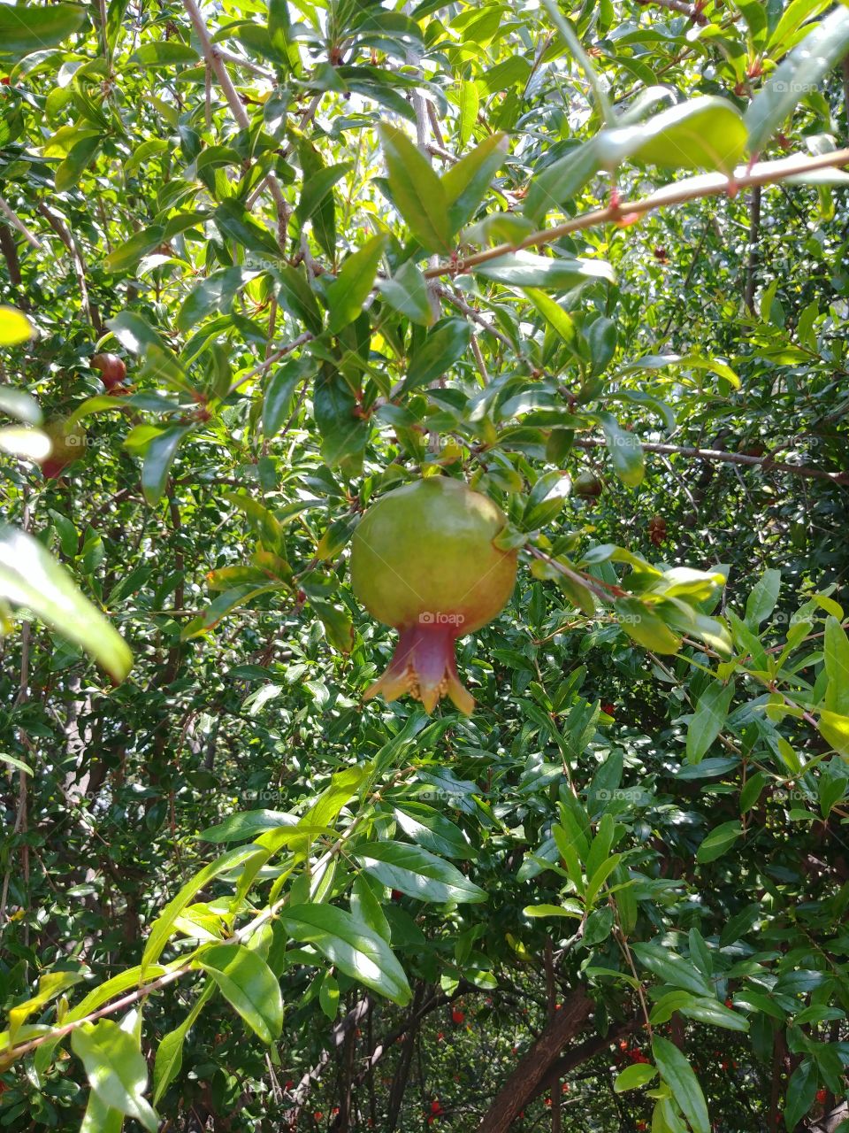 pomagranate