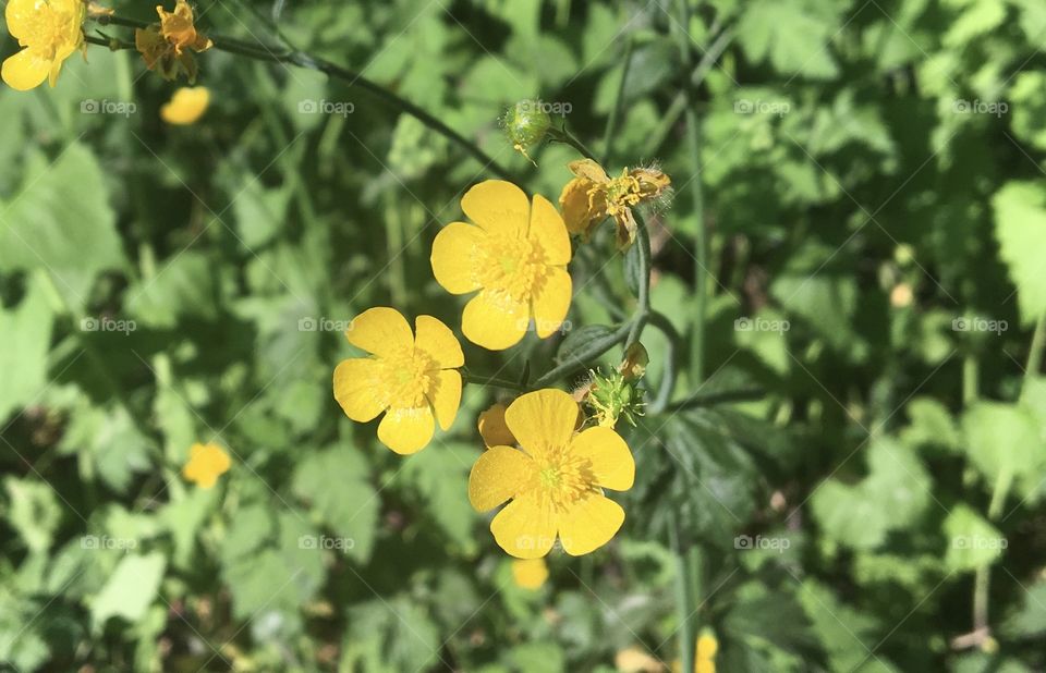 Yellow flowers in fields 