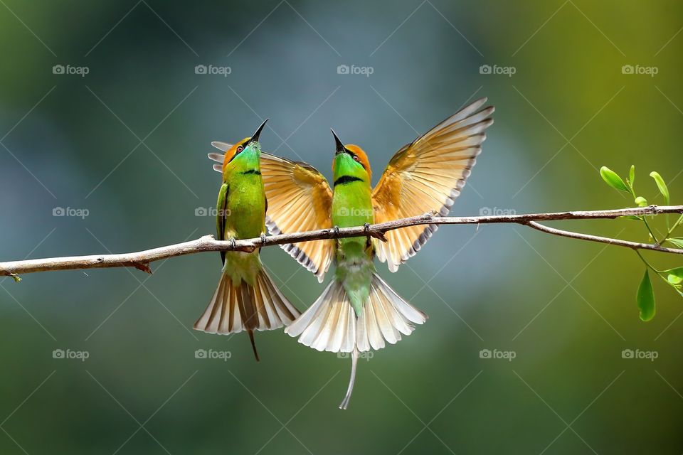 Beautiful and cute bird