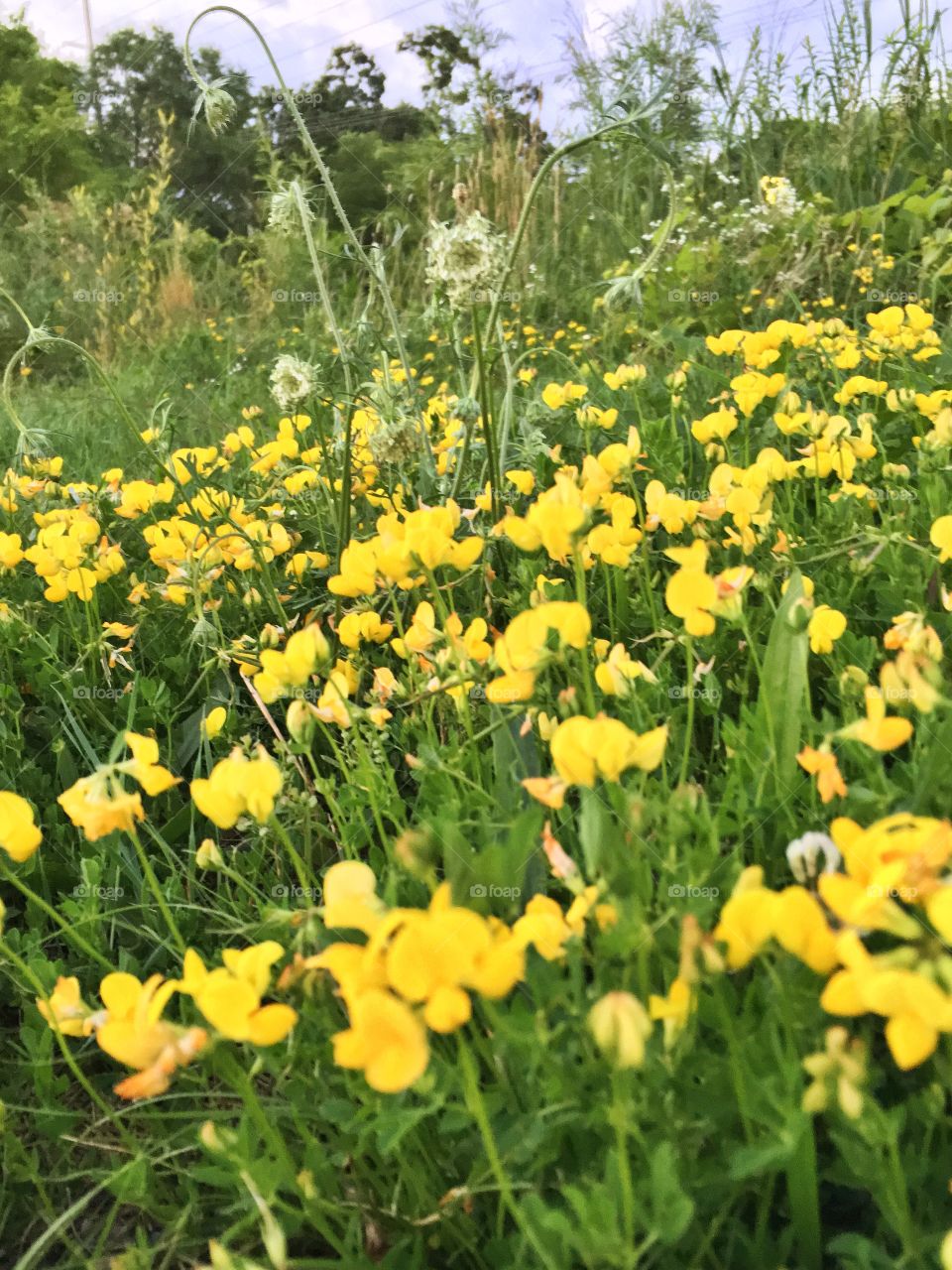 Lesser Yellow Trefoil. Wild flowers. 