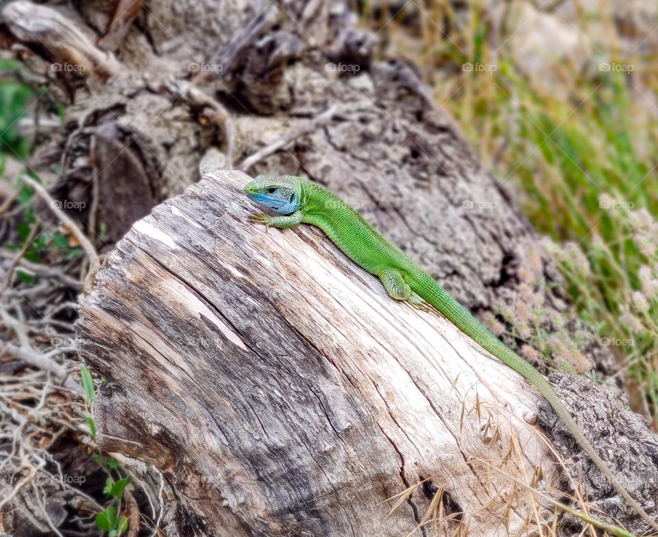 Green lizard in the forest