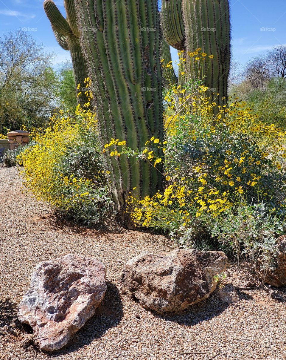 Saguaro Cactus Surrounded by Spring Flowers