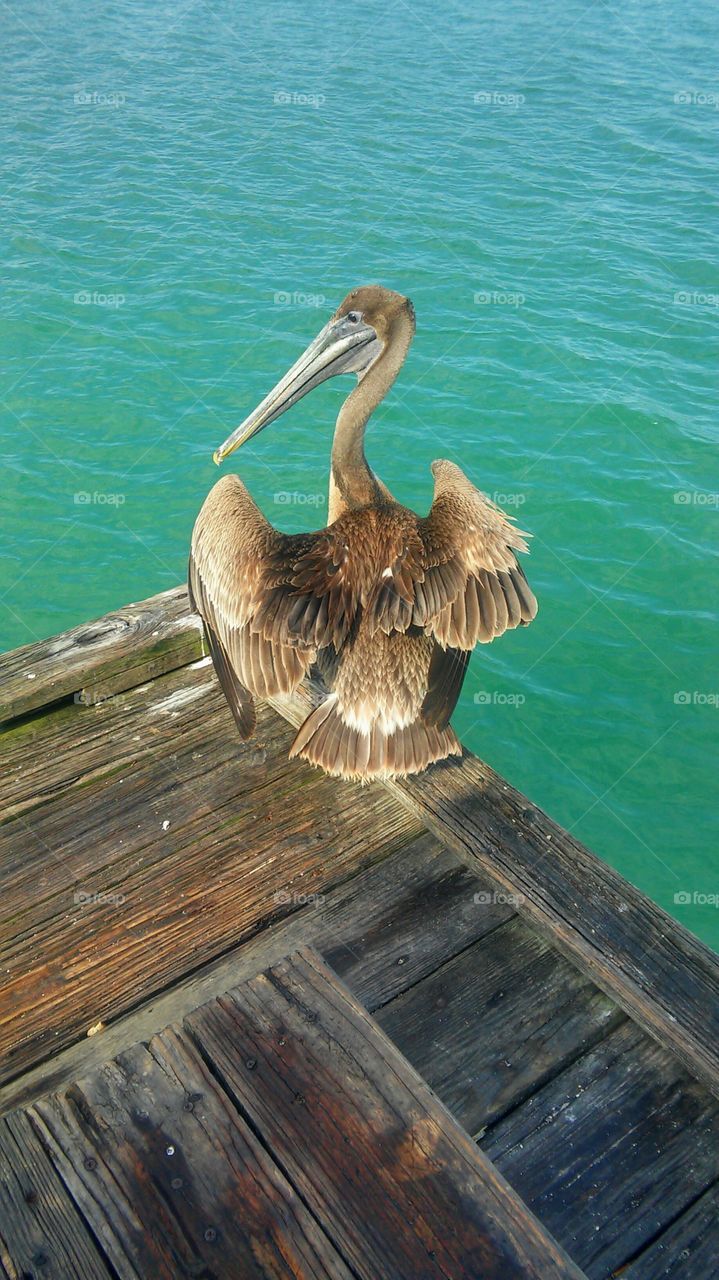 Pier Pelican