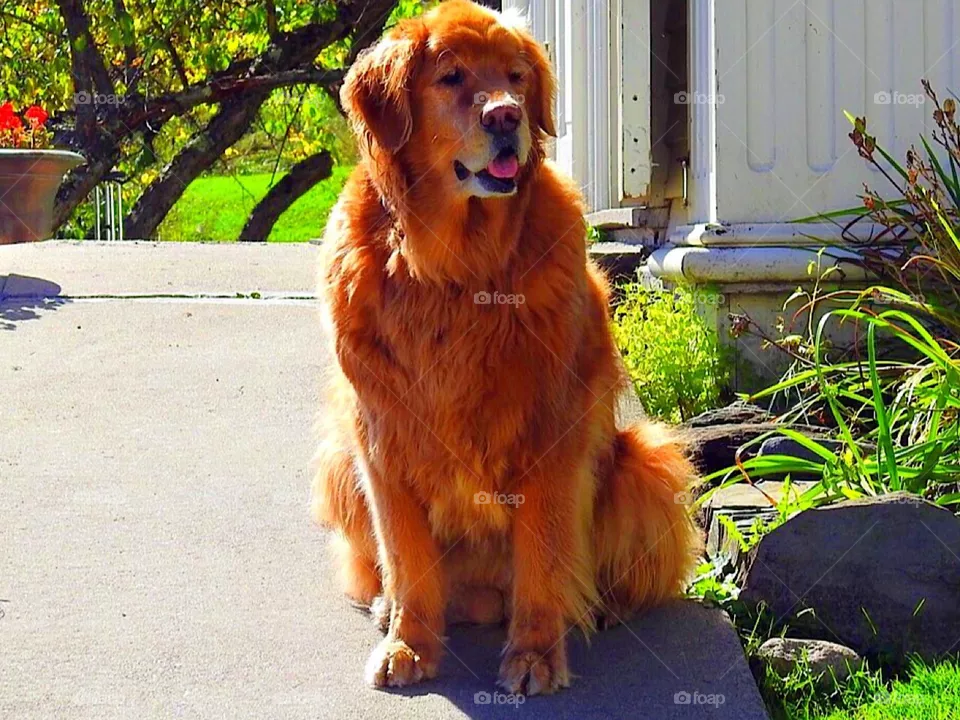Dog