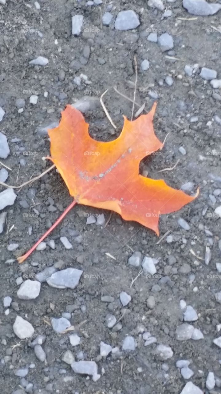 The lonely leaf