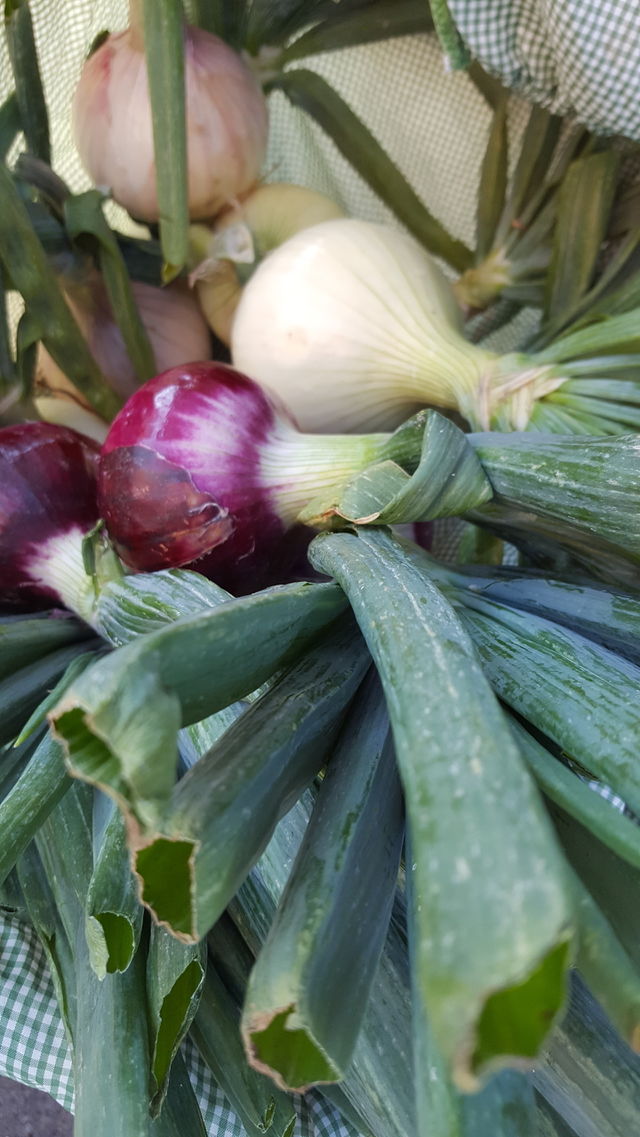 Food, Vegetable, No Person, Leaf, Nature