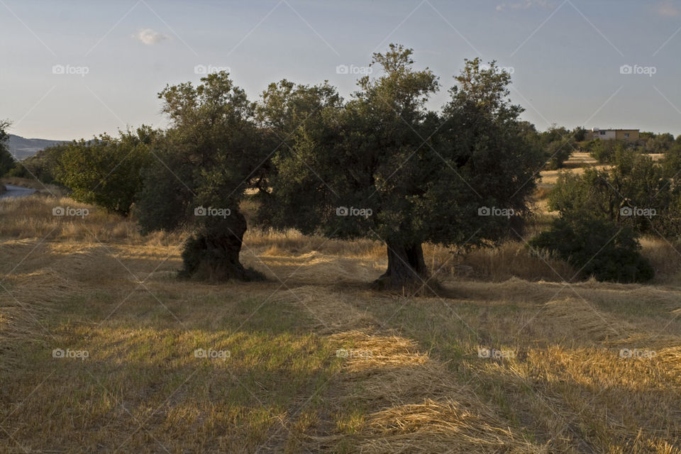 Landscape with olive trees