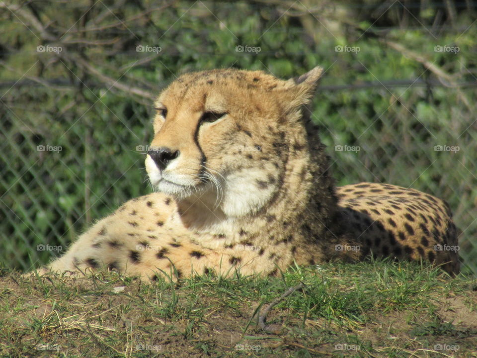 cheetah sunbathing on a lovely spring day cologne zoo (germany)