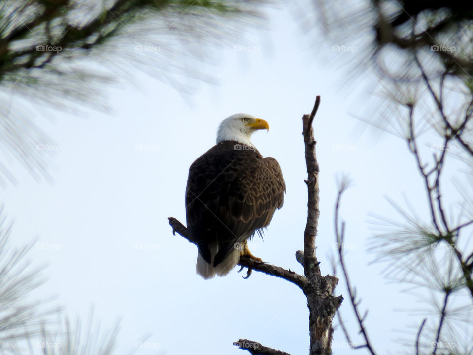 Eagle in St Mark's NWR Florida