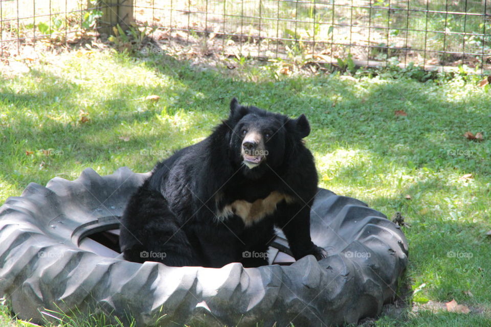 bear in big tire
