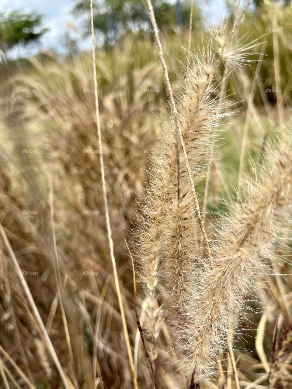 Close-up of wild plants in a field