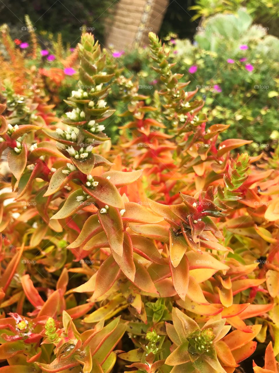 Fiery leafy plant with small, white flowers