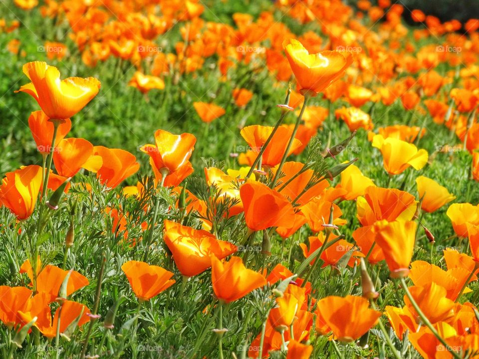 California Poppies